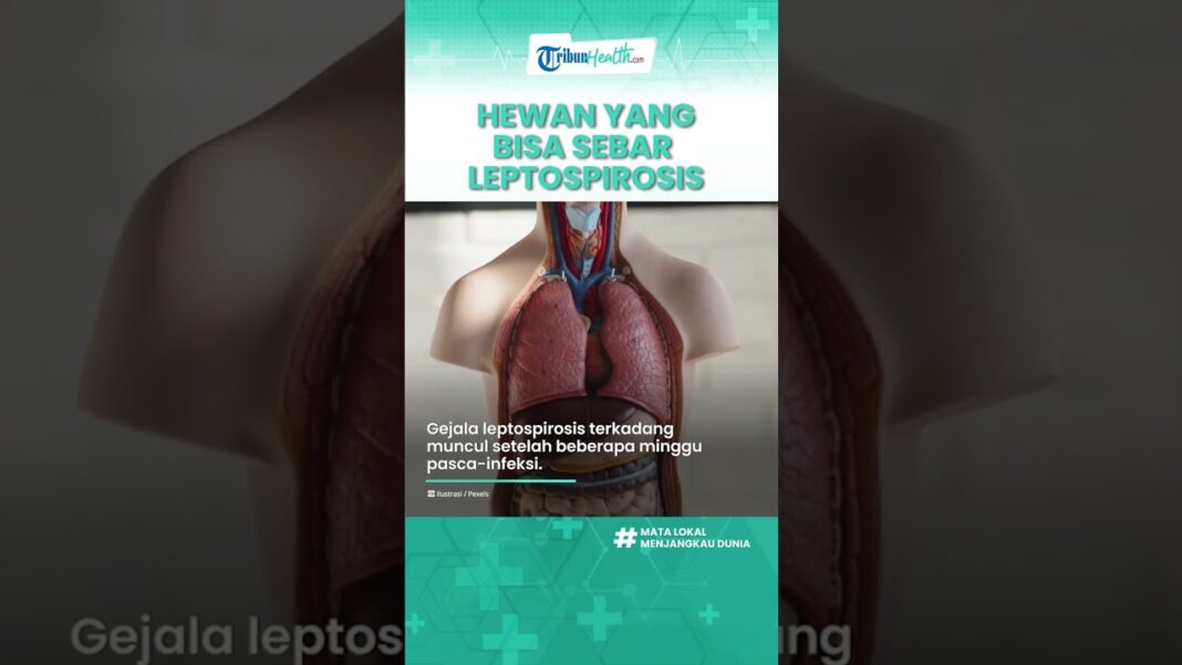 Tiga Penduduk Kabupaten Bogor Mati Dunia Sebab Infeksi Kencing Tikus