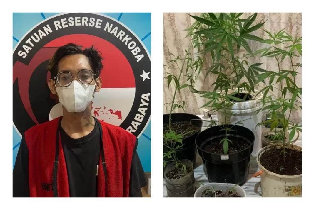 Pria di Cigudeg Diringkus Polisi Karena Menanam Ganja Dalam Rumah