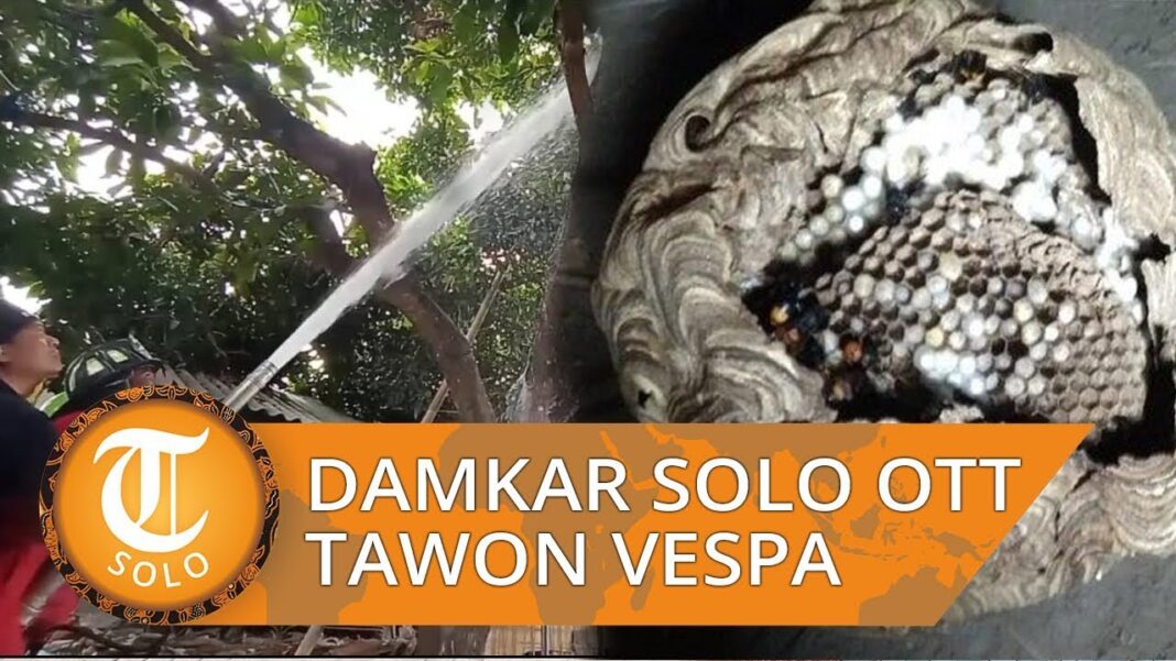 Damkar Kabupaten Bogor Evakuasi Sarang Tawon Vespa Affinis Berukuran Besar di Cibinong