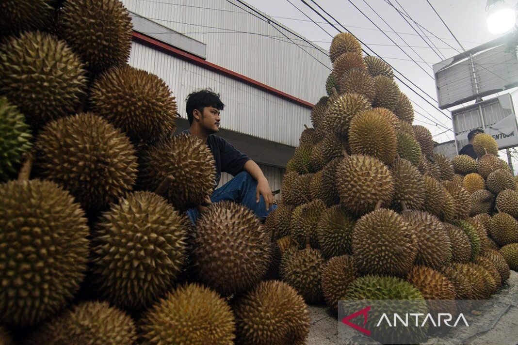 48 Ton Durian Beku Diekspor ke Tiongkok