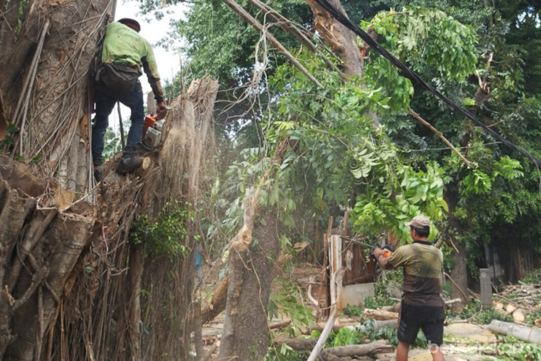 Pohon Kersen Setinggi 4 Meter Tumbang