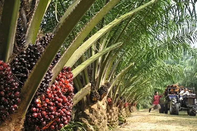 KDM Larang Penanaman Pohon Kelapa Sawit di Jabar