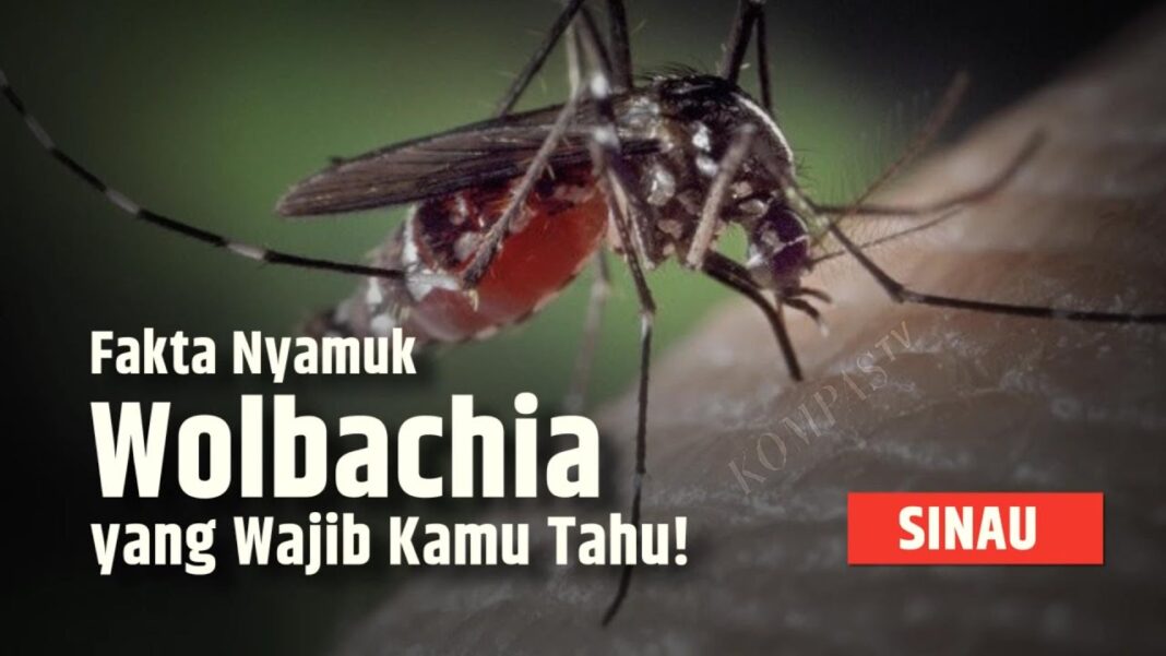 Pemkot Mataram Imbau Masyarakat Waspadai Potensi Penyebaran Virus Nipah